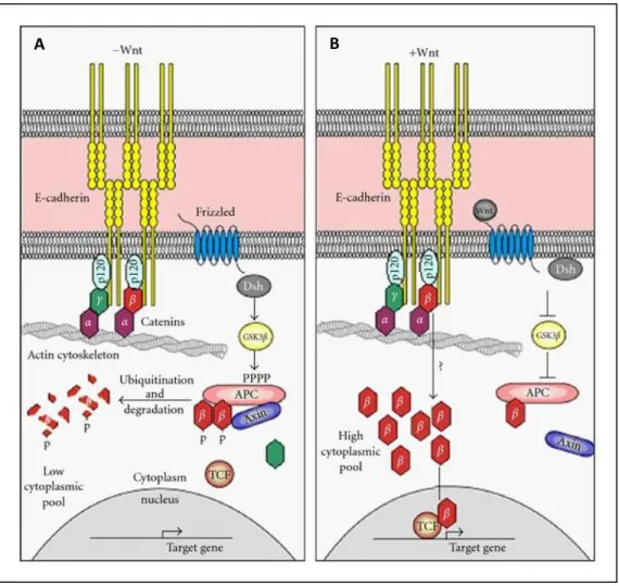 Figure 10) Dual function of β-catenin. A) In absence of wnt ligand, non-membranous β-catenin resides in a complex with APC  and Axin and gets phosphorylated and be targeted for ubiquitination