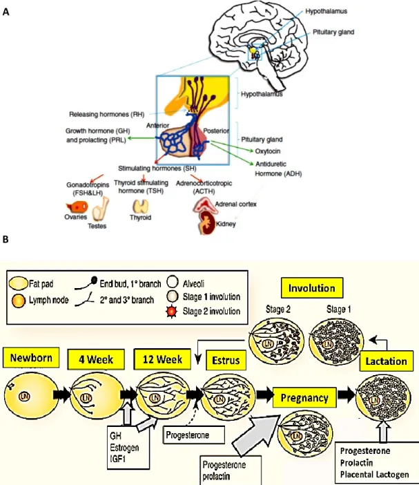 Figure  11)  Endocrine  system  and  different  hormones  involved  during  mammary  gland  development