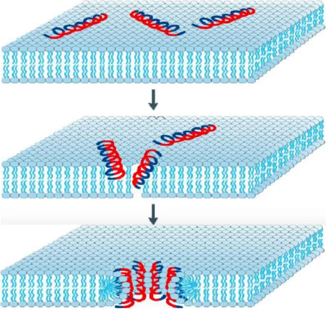 Figure  5  :  Modèle  d’activité  des  peptides  antimicrobiens  en  pores  toroïdaux (Source: 