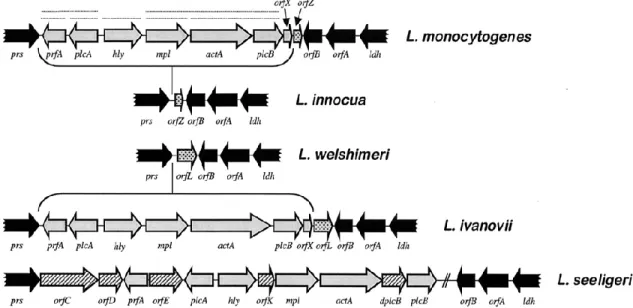 Figure 3: Illustration comparative de l’îlot de pathogénicité du gène prfA  des espèces Listeria spp