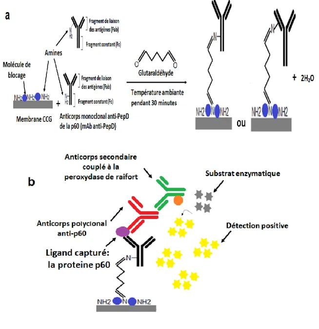 Figure 4: Illustration de la méthode de détection développée et basée sur le  principe d’un biocapteur immunologique