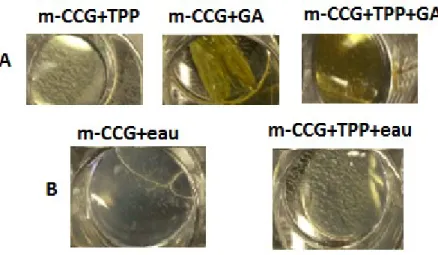 Figure 7:  Effet visuel des traitements d’insolubilisation au TPP et de réticulation  au  glutaraldéhyde  (GA)  de  la  membrane  à base de  chitosane,  nanocristaux  de  cellulose et glycérol (CCG)