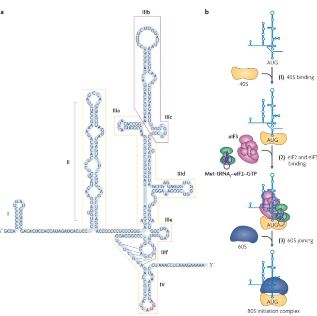 Figure  4.  HCV IRES structure and model for 80s complex formation.  (a) The secondary  structure of the HCV 5’NTR consisting of 4 different domains (I, II, III, IV)