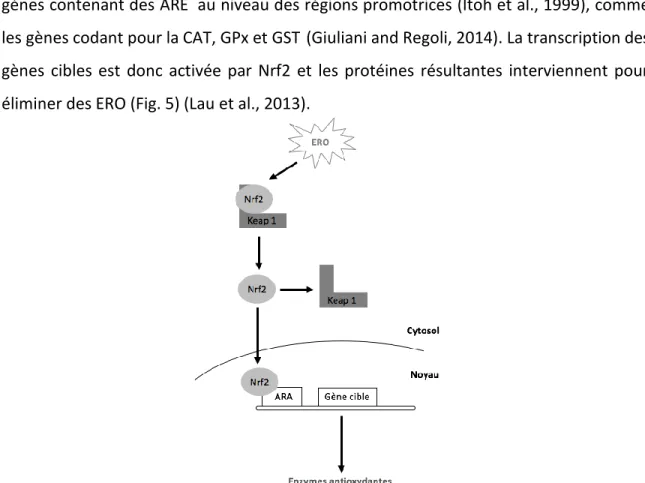 Figure 5  : Expression des gènes codant pour des enzymes de défense antioxydante via  l’activation de Nrf2