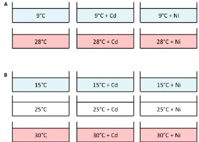 Figure 6 : Design du dispositif expérimental des différentes conditions d’exposition pour  la perchaude (A) et le mené à grosse-tête (B)