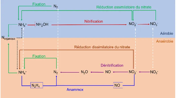 Figure 2.1 Cycle de l'azote 
