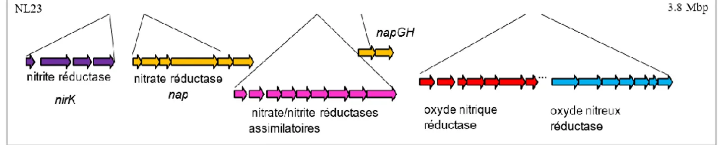 Figure  2.5  Arrangement  chromosomique  des  opérons  des  gènes  de  dénitrification  de  Hyphomicrobium nitrativorans NL23 