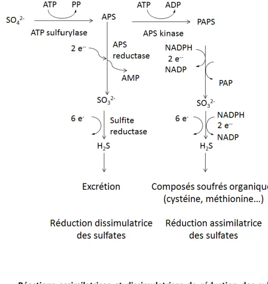 Figure 1-1  Réactions  assimilatrices  et  dissimulatrices  de  réduction  des  sulfates  (tiré  de  Holland et Turekian, 2010; Madigan et al., 2003)