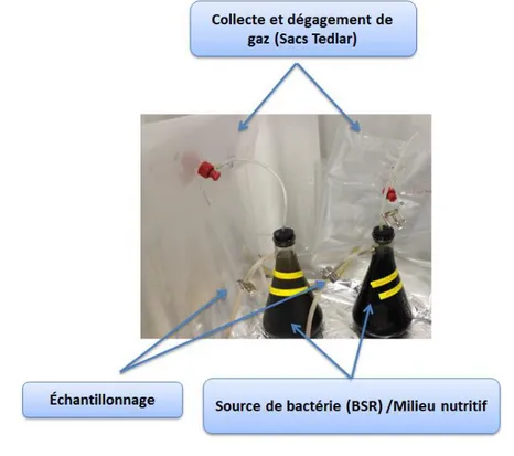 Figure 1-5  Montage mis en place pour le développement de la microflore bactérienne 