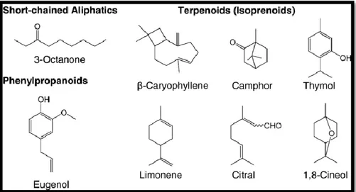 Figure 2. Structures chimiques de certains composés des huiles essentielles (Turek et Stintzing, 2013)