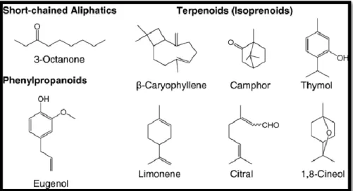 Figure 2. Structures chimiques de certains composés des huiles essentielles (Turek et Stintzing, 2013)