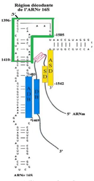 Figure  6 :  Modèle,  proposé  par  Sprengart  et  son  équipe,  de  l'interaction  entre  la 