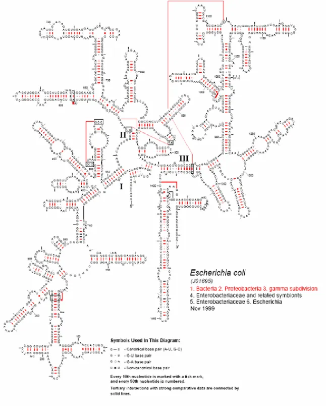 Figure  9 :  Structure  secondaire  de  l'ARNr  16S  de  la  petite  sous-unité  du  ribosome  des  procaryotes
