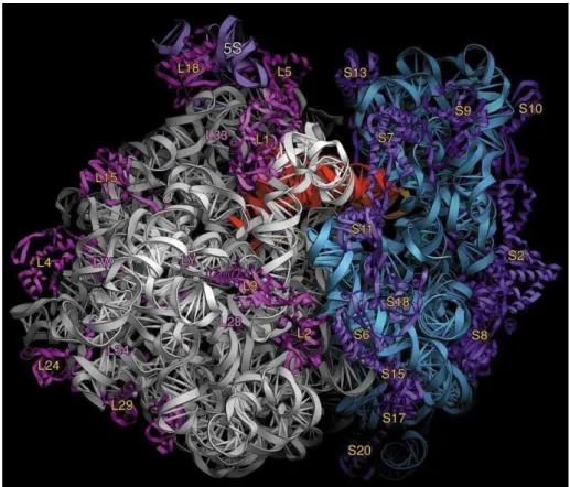 Figure  10 :  Schématisation  de  la  structure  tertiaire  de  l'ARNr  16S  dans  la  petite  sous- sous-unité  du  ribosome  d’E.coli  (configuration  en  bleu  à  droite)
