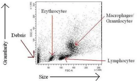 Figure 1.4: A dot plot obtained after running a mixture of blood cells is suspended through a flow  cytometer: the plot shows different populations of cells according to their size (the x-axis (FSC)) and  granularity (the y-axis (SSC))
