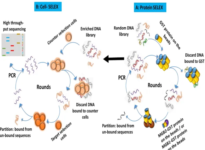 Figure 2.2: Schematic diagram of the hybrid SELEX method for the selection of MGB2 and MGB1-specific DNA aptamers