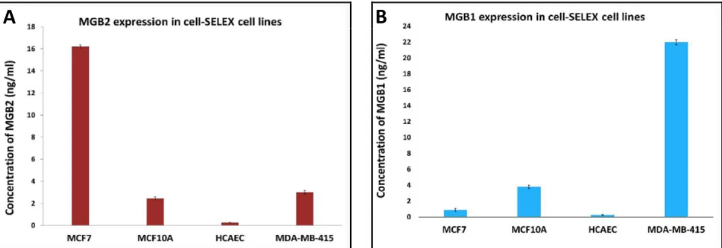 Figure 2.4: MGB2 and MGB1 expression of the lysate of all cell lines used in cell-SELEX