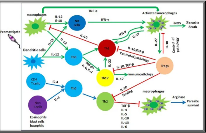 Figure  5 :  représentation  schématique  des  différentes  cytokines  et  des  voies  de  régulation  de la réponse immunitaire durant la LC (d’après Naspi et al., 2016).