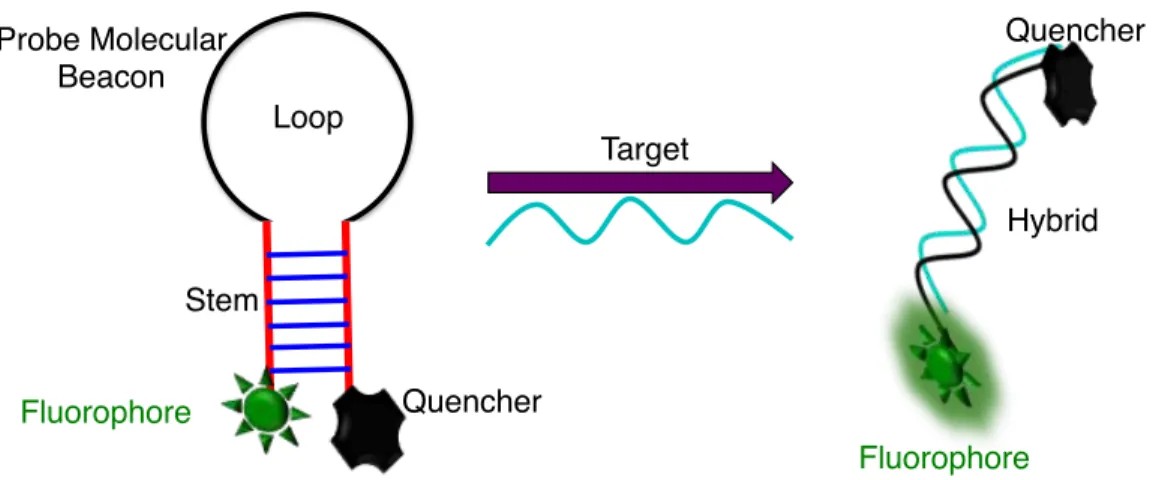 Figure  2.2  Mechanism  for  the  detection  of  ssDNA  target  based  on  Fluorescence  Resonance  Energy  Transfer (FRET)