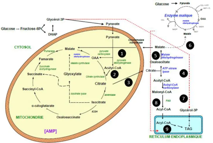 Figure 1. 8 Schéma des voies impliquées dans la biosynthèse des lipides 