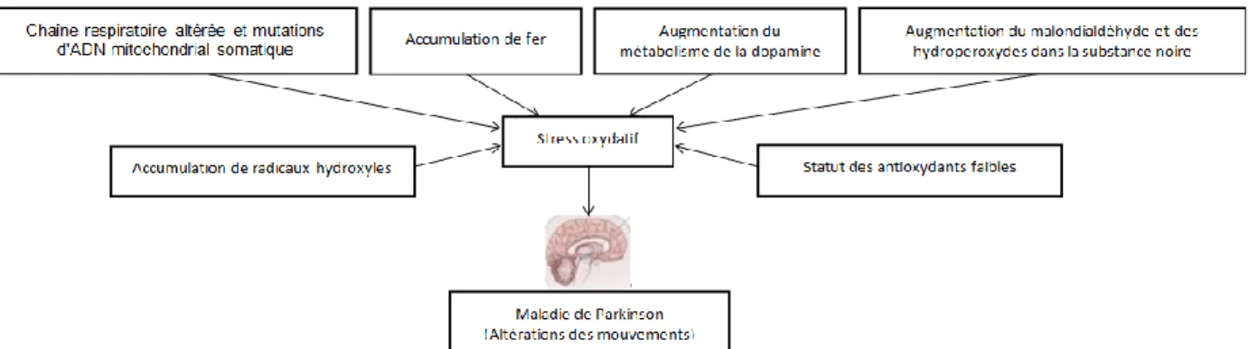 Figure  2:  Causes  possibles  du  stress  oxydatif  observé  dans  la  maladie  de  Parkinson