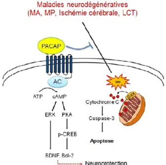 Figure  3:  Représentation  schématique  des  mécanismes  principaux  de  l’action  neuroprotectrice du PACAP dans les maladies neurodégénératives