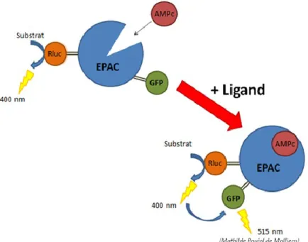 Figure 21: Changement conformationnel de la protéine EPAC en présence de l’AMPc (schéma  produit par Mathilde Poujol de Molliens, INRS – IAF) 
