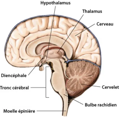 Figure 1. Schéma d’une coupe latérale d’un cerveau humain. L’encéphale est composé du cerveau ou  télencéphale,  du  diencéphale,  du  tronc  cérébral  et  du  cervelet