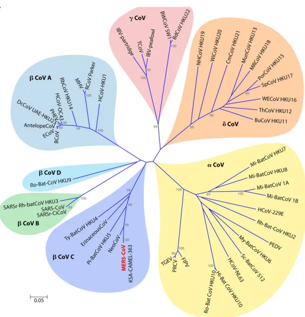 FIG 1 (A) Taxonomy of Coronaviridae according to the International Committee on Taxonomy of Viruses