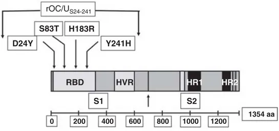 Figure 1 Recombinant viruses. Schematic representation of the main structural domains of the human coronavirus 1354 – amino acid (aa) S glycoprotein, as well as the approximate locations of the four predominant mutations acquired after persistent HCoV-OC43
