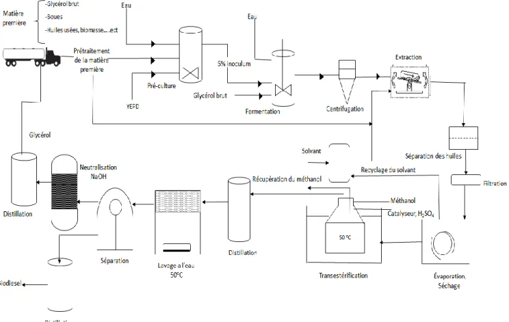 Figure 1.2     Processus de production de biodiesel 