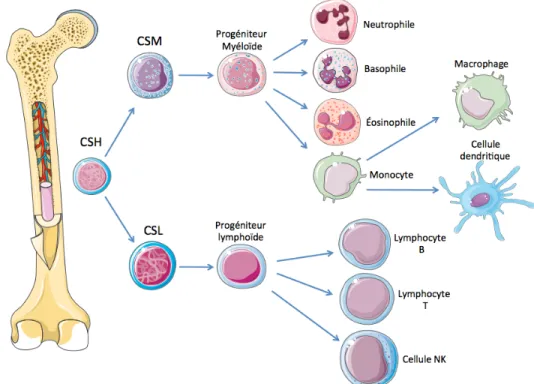 Figure  1 :  Ontogénèse  des  cellules  immunitaires  à  partir  de  la  moelle  osseuse :  Les  cellules  souches hématopoïétiques (CSH) totipotentes sont conçues dans la moelle osseuse pour ensuite  se différencier en deux types de cellules, les cellules