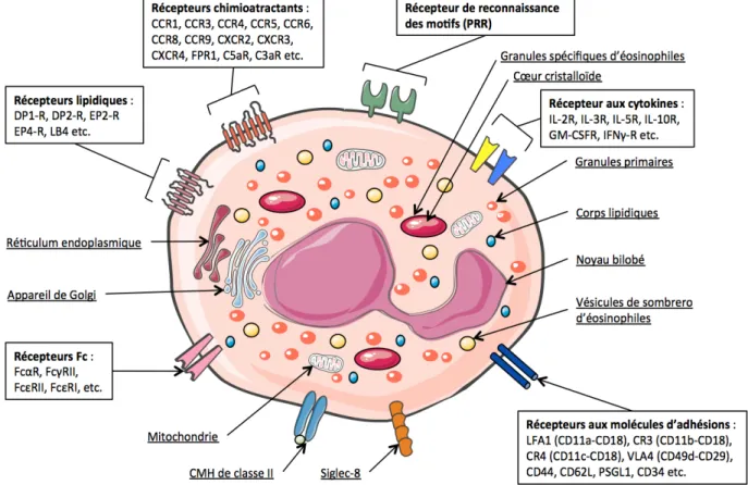 Figure  2 :  Caractéristiques  morphologiques  de  l’éosinophile  humain :  Morphologie  de  l’éosinophile humain possédant un noyau bilobé et différentes granules à l’intérieur caractérisant  l’éosinophile  des  autres  cellules  immunitaires
