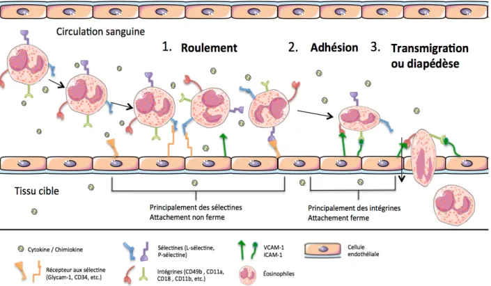 Figure 3 : Les étapes du passage de l’éosinophile vers le site inflammatoire : Le recrutement des  éosinophiles de la circulation sanguine vers le tissu cible se compose en trois grandes étapes