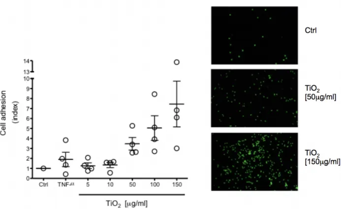 Figure  3.  TiO2 NPs increase adhesion of eosinophil in a concentration-dependent fashion 