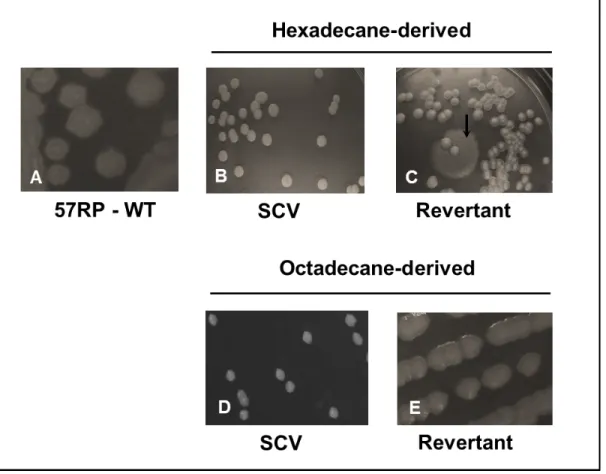 Figure 4.2  Morphological phenotypes of strain 57RP on solid agar medium. A. Wild type; B, C