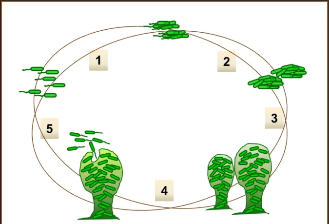 Figure 2.4  Five stages of biofilm development: 1- Initial attachment, 2- Formation of microcolonies  requiring  twitching  motility,  3-  Formation  of  mushroom-type  structure  by  Quorum  Sensing, 4- Maturation, 5- Dispersal (According to Sauer et al