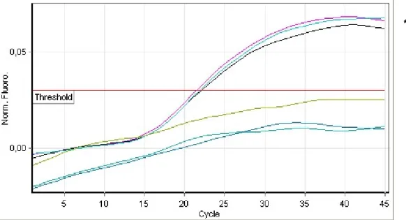 Figure 13: L’amplification de la région ITS1 de la souche P. chlamydospora PARC50 détectée dans  le canal jaune