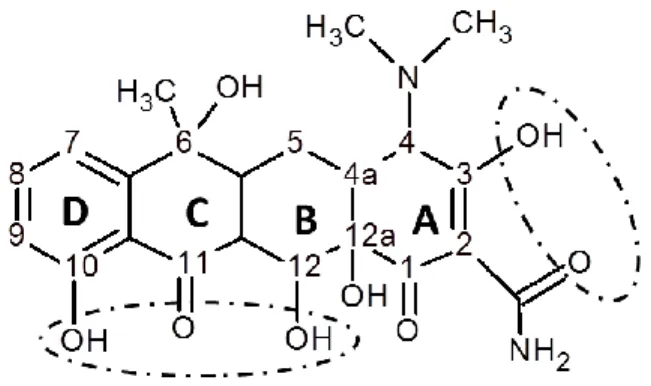 Figure 1.1  Basic structure of chlortetracycline and metal binding sites 