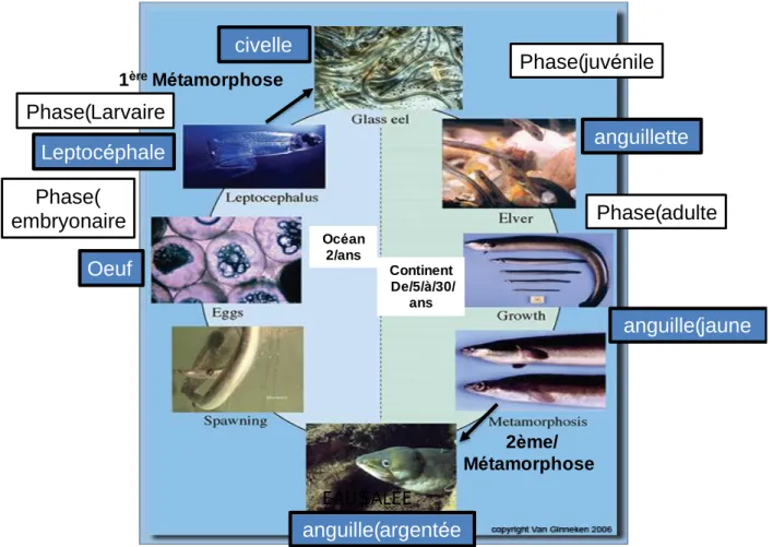 Figure  1.1 :  Le  cycle  vital  de  l’anguille  présentant  les  différentes  phases  de  vie  et  les  529 