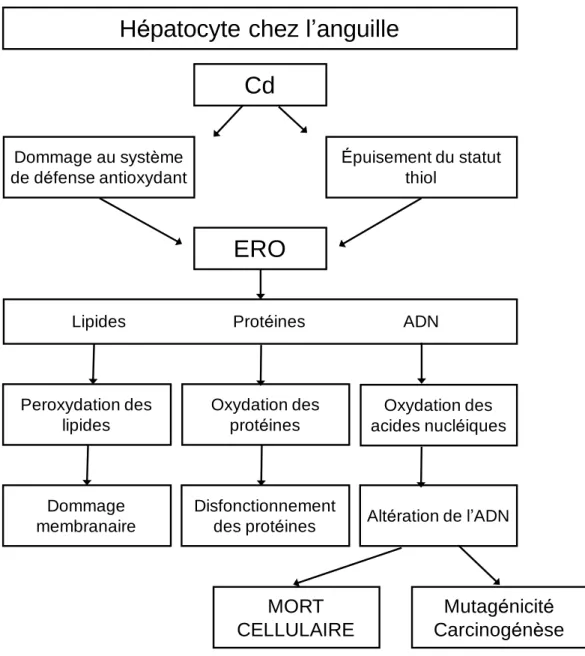 Figure 1.4 : Mécanisme d’induction du stress oxydant par le Cd (d’après Ercal et al. 2001 et traduit  1038 