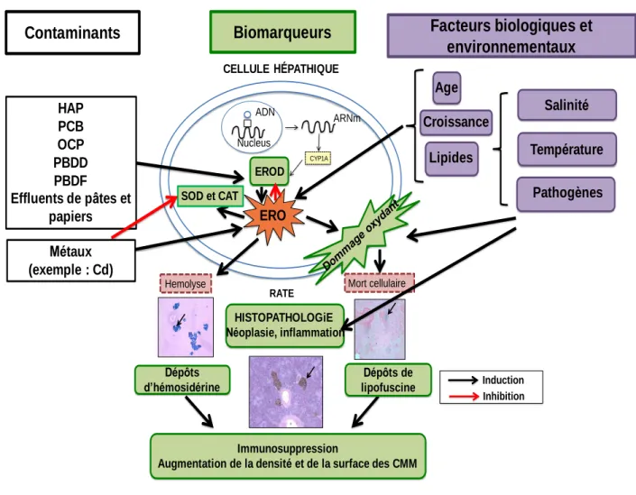 Figure  1.5 :  Relations  proposées  entre  les  contaminants,  les  facteurs  environnementaux,  1185 