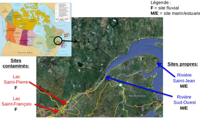 Figure 3.1 : Carte de localisation des sites de pêche des anguilles jaunes au Québec  1326 