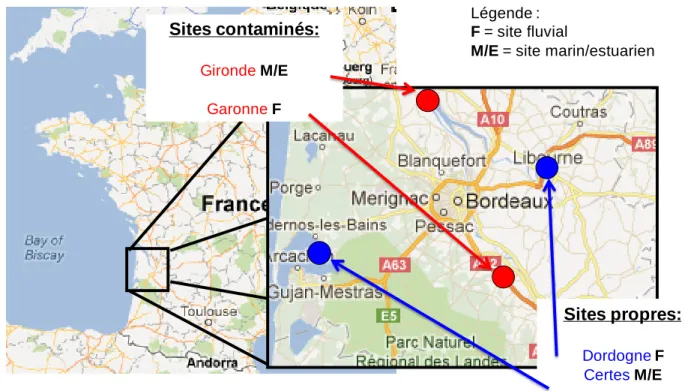 Figure 3.2 : Carte de localisation des sites de pêche des anguilles jaunes en France  1343 