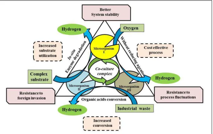 Figure  2.1.3:  A  schematic  representation  of  co-culture  approach  for  overall  process  improvement during hydrogen production
