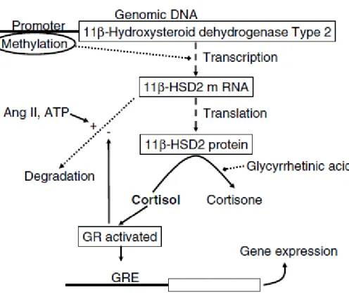 Figure  1.4.  Résumé  des  mécanismes  proposés  de  régulation  de  11β-hydroxystéroïde  déshydrogénase de type 2 (11β-HSD2) placentaire (D’après(Causevic &amp; Mohaupt, 2007))