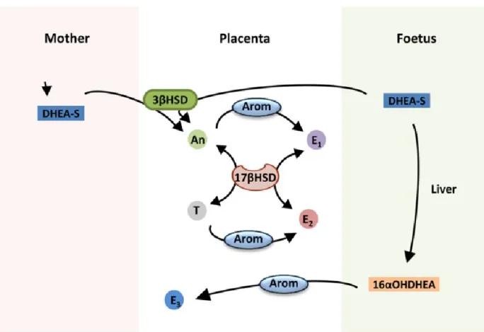 Figure 1.7. Synthèse des estrogènes par le placenta humain (adapté de (Costa, 2016)). Le  placenta humain ne peut pas produire les estrogènes seuls il requiert les précurseurs DHEA-S  produits par le fœtus ou la mère pour synthétiser l’E1 et l’E2 alors que