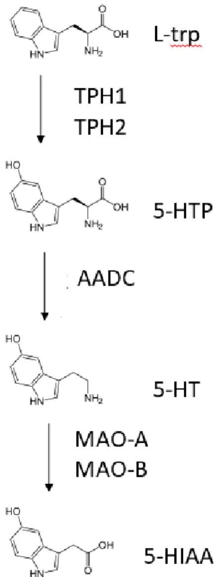 Figure 1.8.  Synthèse de la sérotonine à  partir du L-tryptophane. L’étape limitante dans la  synthèse de la sérotonine (5-HT) est l’étape catalysée par les tryptophane hydroxylases (TPH-1  et -2) qui permettent l’hydroxylation du L-tryptophane (L-trp) en 
