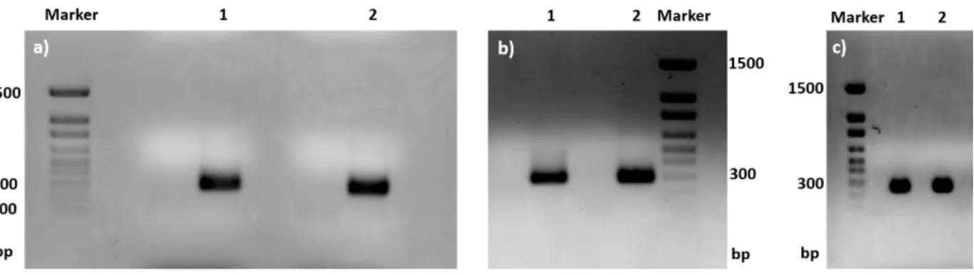 Figure  3.3.2 Detection  of  the  insertion  of  gold  binding  sequence  fused  Soc  gene  into  pRH  plasmid  by  PCR