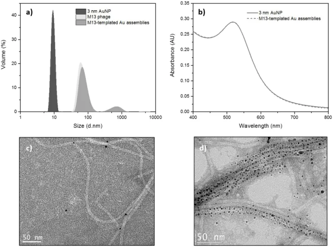 Figure 2.3.5 Characterization of 3 nm AuNPs self-assembled on M13 phage template after 1 day reaction a) DLS  histograms showing the size of 3 nm AuNPs, M13 phage and M13-templated gold assemblies